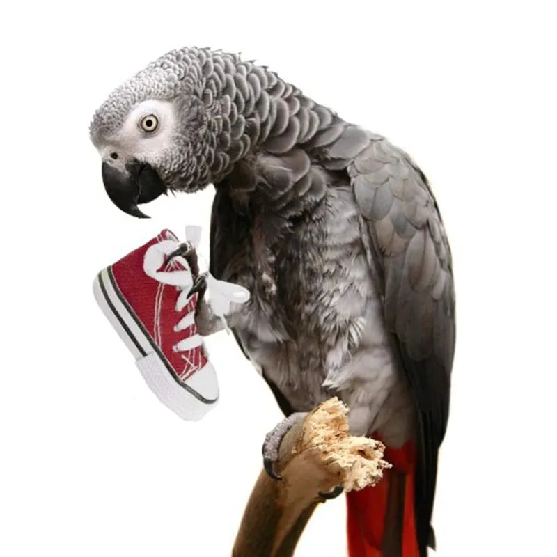 8 Pieces Parrot Training Chew Toys