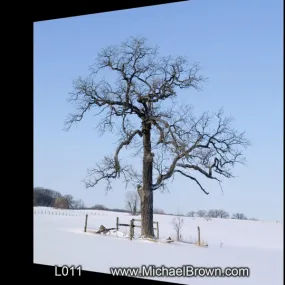 L011 Hunt Club Road Oak