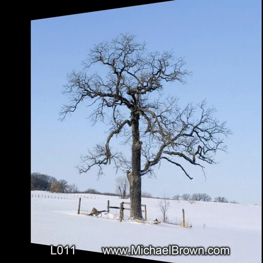 L011 Hunt Club Road Oak